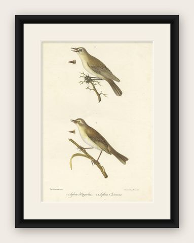 Stunning Handcolored Old Bird Print of the Willow Wren & Icterine Warbler, 1832, shown framed