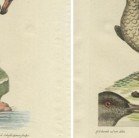 Set of 2 Antique Prints of a Male and Female Arctic Bird, close-up 2