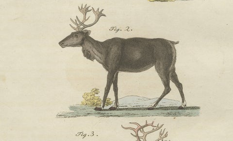 Antique Reindeer & Northern Deer Engraving, Bertuch, c. 1792, close-up 4