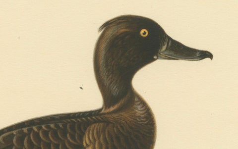 Quietude by the Shore: Female Tufted Duck by Magnus von Wright, 1929, close-up 1