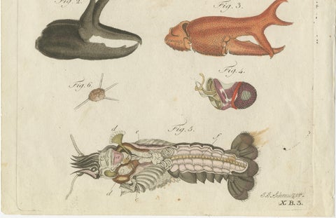 Original Antique Anatomical Print of a European Crayfish by Bertuch, c.1800, close-up 4