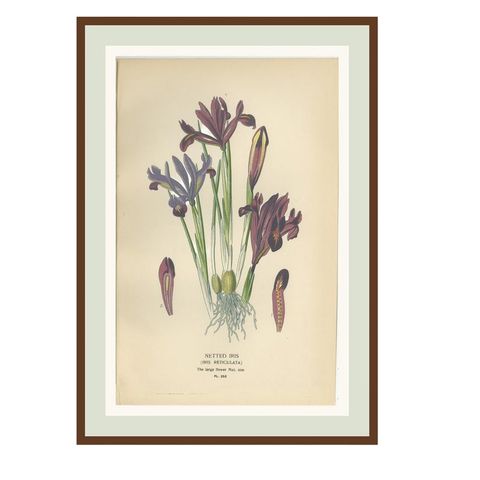 Antique Botanical Prints of Tillandsia and Irises, Set of Three, 1897, close-up 1