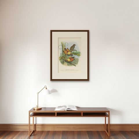 Antique Bird Print of Hunstein's Bird of Paradise by Gould, circa 1850, shown framed on a wall