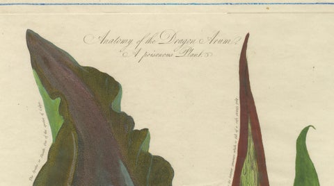 Dragon Arum, Poisonous Plant Botanical Engraving, Thornton, 1802, close-up 1