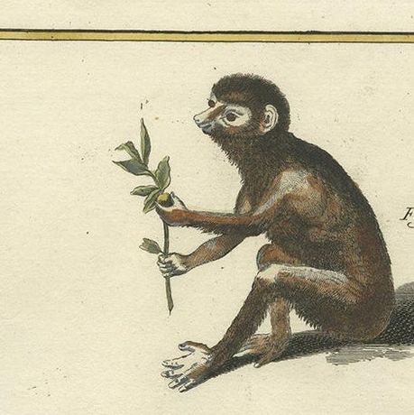 Antique Handcolored Engraving of Vari Monkey, Mongoose, Lori Print, 1774, close-up 1