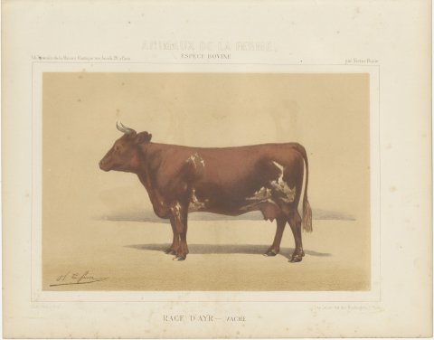 Ayrshire Cow, Scottish Dairy Cattle Chromolithograph by Olivier de Penne, 1863, view 2