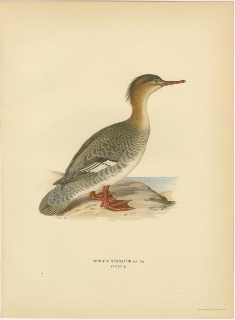 Antique Merganser Duck Lithographs Set of 6, Scandinavian Birds Sweden 1929, view 6