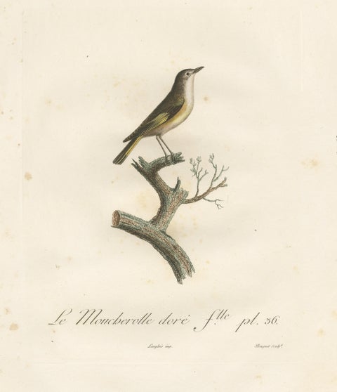 The White Golden Flycatcher - 'Le Moucherolle doré' Antique Ornithological Print, view 3