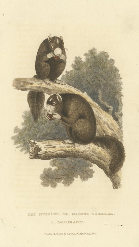 Antique Print with Hand Coloring of a Masked Squirrel, view 3