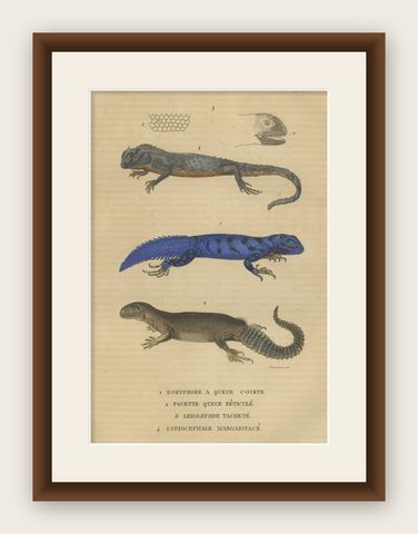 Old Hand-colored Print of Lizard species, Head and Scale, shown framed