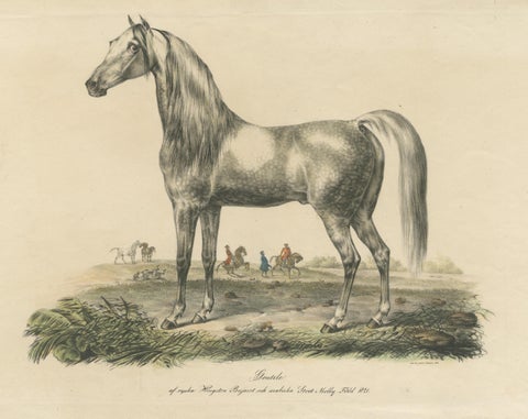 Antique Print of an Arabic Horse Named Gentile, view 3