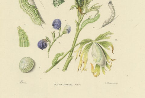Antique Dutch Plusia Moneta Moth Diptych, Hand-Colored by Sepp & Brants, 1908, close-up 1