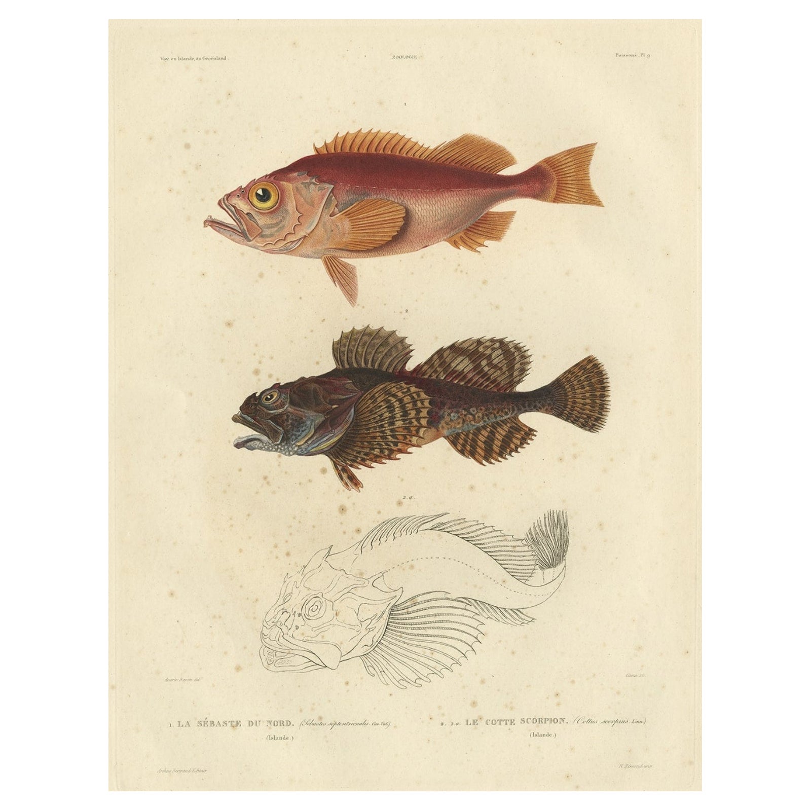 Antique Ichthyology Print, Norway Redfish & Sculpin from Gaimard, 1842
