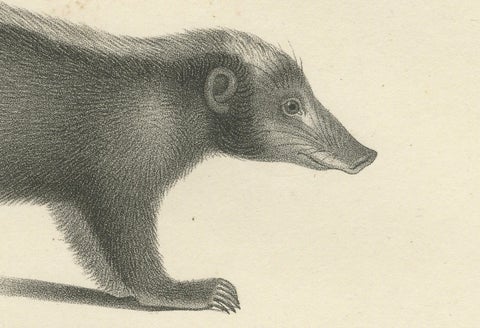 19th-Century Lithograph of Collared Peccary, Javanese Skunk and Nordic Wolverine, close-up 2