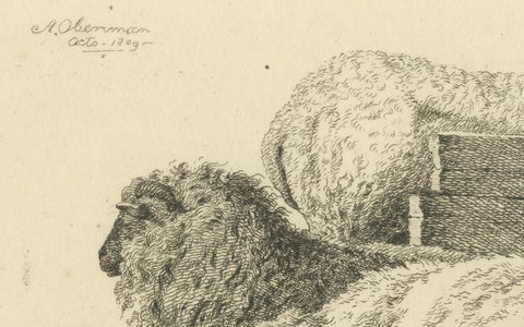Etching of Three Sheep Resting by Fence: Farm Animal Study, by Oberman in 1810, close-up 4
