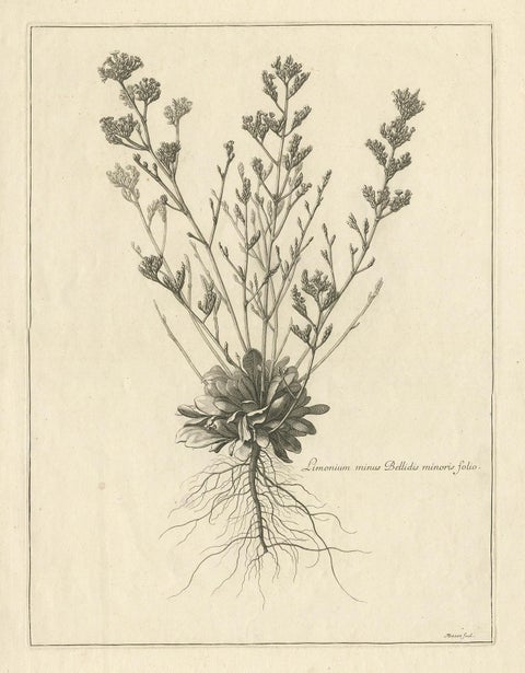 Antique Botany Print of a Limonium Flowering Plant, circa 1680, view 2