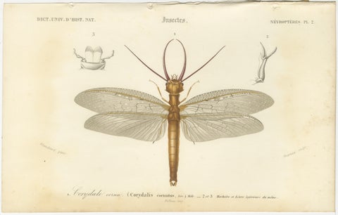 Antique Dragonfly Engraving, Corydale Cornu, French Neuropteres Print c.1800, view 2