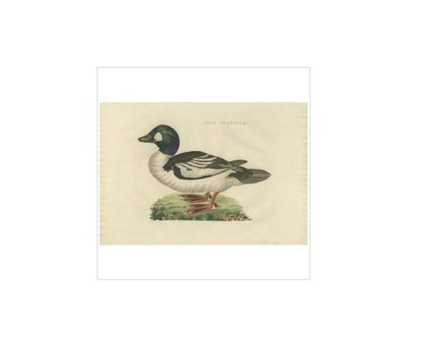 Common Goldeneye Duck, Antique Bird Engraving by Nozeman and Sepp, 1809, view 2