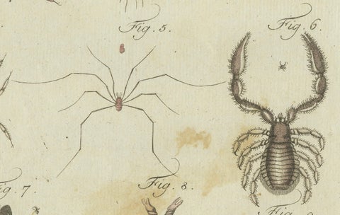 Mites and Spiders: Hand-Colored Engraving from Bertuch's Bilderbuch für Kinder, close-up 4