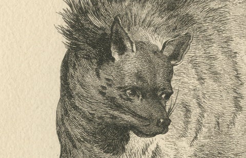 The Majestic Eurasian Lynx: A Detailed Etching - circa 1740, close-up 2