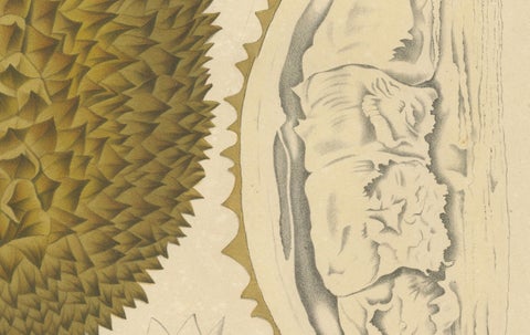 Antique Durian Botanical Chromolithograph by Hoola van Nooten, c. 1880, close-up 2