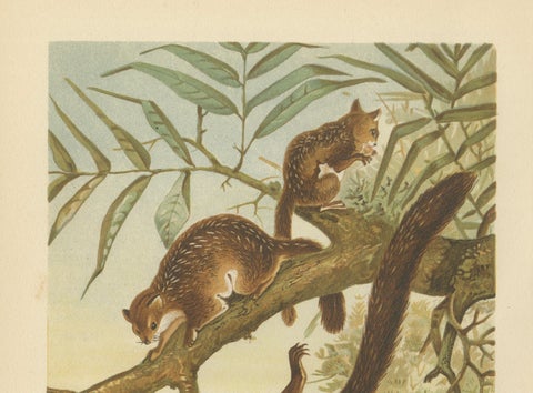 Woodland Animal Print, Victorian Flying Squirrel Illustration, Soft Green, 1894, close-up 4