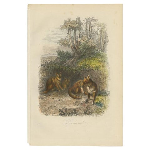 Original Antique Print of Foxes, 1854, view 2
