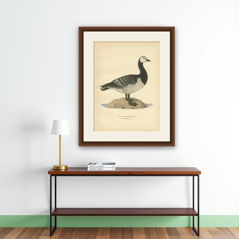 Antique Bird Print of the Barnacle Goose by Von Wright '1929', shown framed on a wall