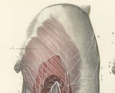 The Sciatic Nerve in the Thigh, Antique Hirschfeld Anatomy Print, 1866, view 3