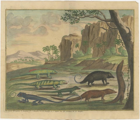 Colored Antique Print of a Cuscus, Lippano and other Animals, view 2