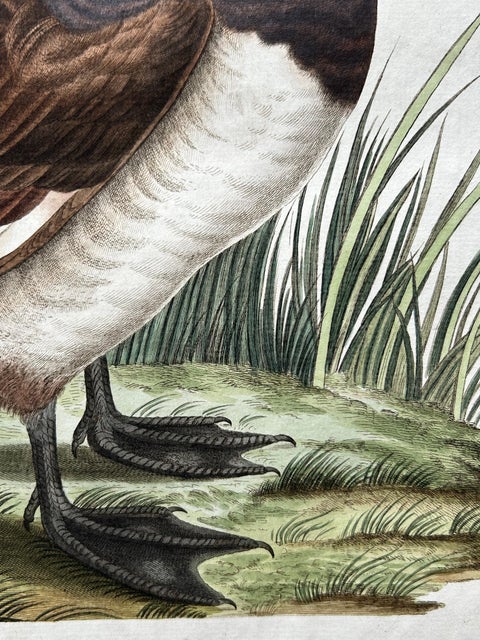 Female Tufted Duck Antique Bird Print by Sepp & Nozeman, circa 1797, view 4