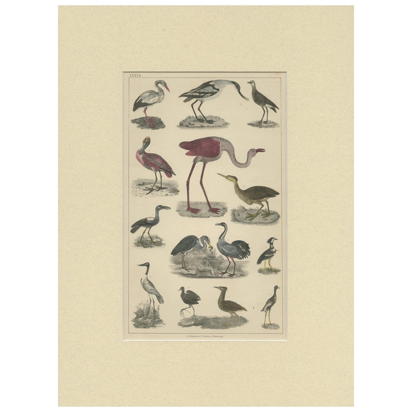 Antique Hand-Coloured Bird Engravings from Goldsmith’s Animated Nature, ca.1852