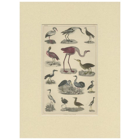 Antique Hand-Coloured Bird Engravings from Goldsmith’s Animated Nature, ca.1852