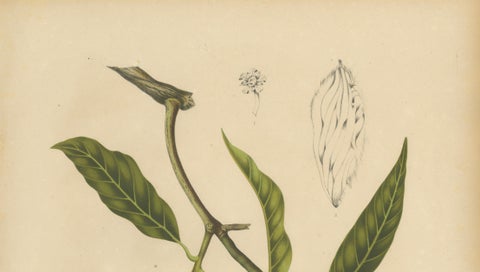 Antique Mango Botanical Chromolithograph by Hoola van Nooten, c. 1880, close-up 1
