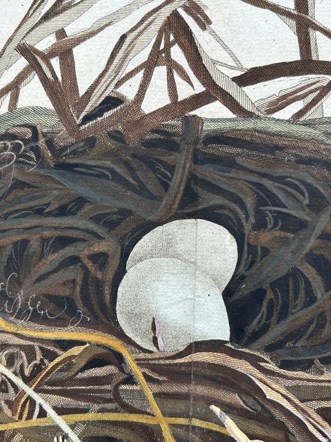 Western Marsh Harrier Nest, Antique Double-Page Engraving, Nozeman & Sepp 1770, view 7