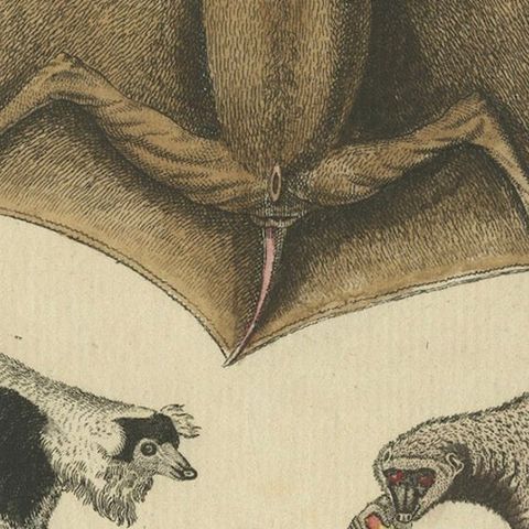 Antique Hand-colored Engraving of Lemurs and Flying Mammals, c.1800, close-up 6
