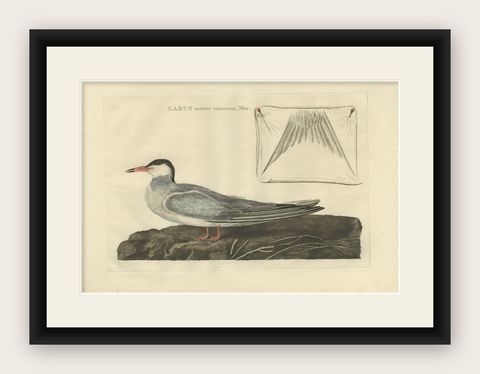 Male Common Tern (Visdiefje), Sepp & Nozeman Hand-Colored Bird Print, 1789, shown framed