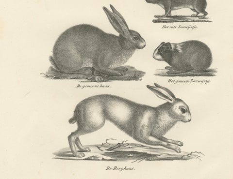 Antique Rodents & Hares Lithographs, Rabbits, Guinea Pig & Jerboa c.1830, close-up 4