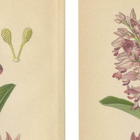 Orchid Portraits of 1904 in Pink and Lilac Colors: Müller's Botanical Legacy, close-up 1