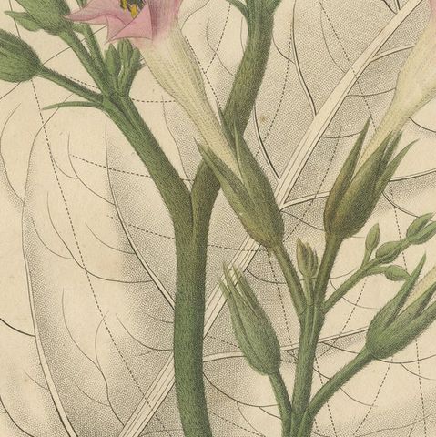 Antique Tobacco Botanical Print, Nicotiana Tabacum, c.1831, close-up 6