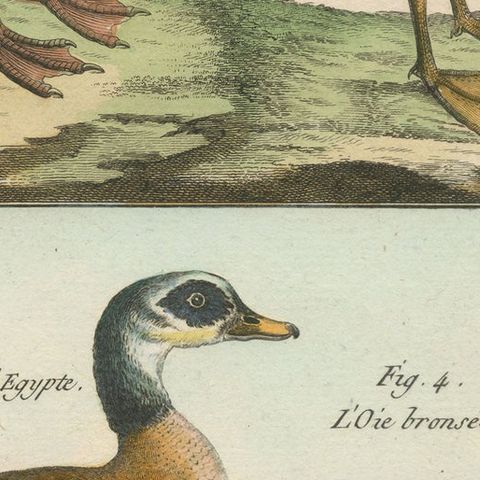 Richly Hand-Colored, Authentic Copper Engraving of 4 Geese (1792), close-up 2