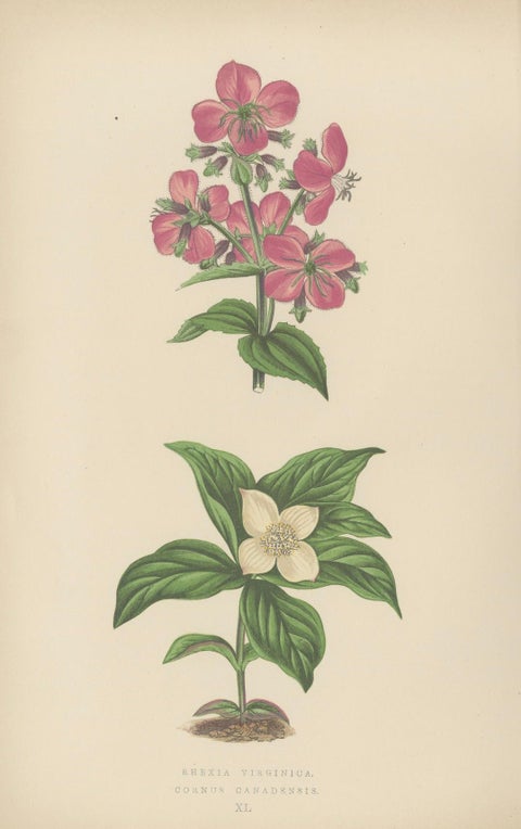 Alpine Botanical Lithograph Pair of Glacier Pink and Snow Primrose, 1874, close-up 2