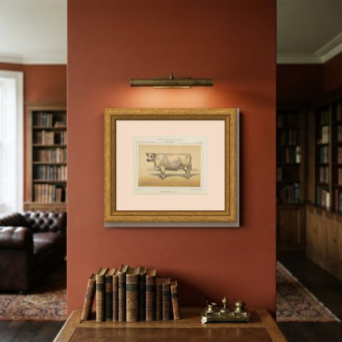 Durham Shorthorn Ox, British Cattle Chromolithograph by Olivier de Penne, 1863, shown framed on a wall