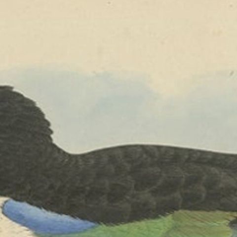 Antique Bird Print of the Ivory-Breasted Pitta by Westerman, 1854, close-up 1
