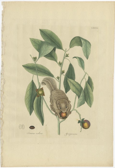 Flying Squirrel & Blue-Tail Lizard, Catesby Natural History c.1771, view 3