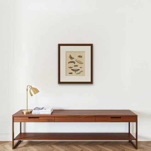 Moth Life Cycles with Caterpillars, Antique Bertuch Print, circa 1815, shown framed on a wall