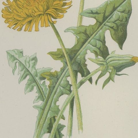 Antique Botany Print of a Dandelion by Hulme 'c.1895', close-up 2