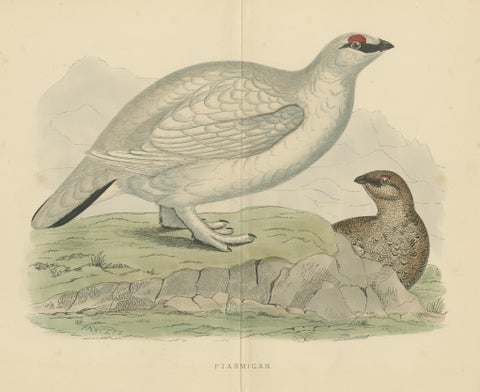 Original Antique Print of a Ptarmigan 'with centre fold', view 3