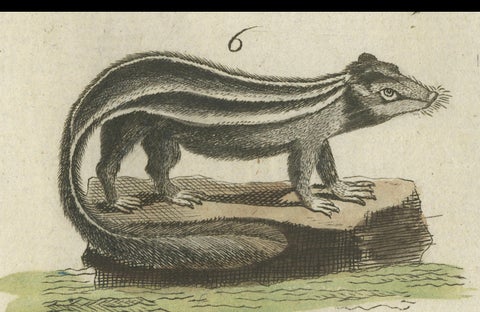 Old Hand-Colored Antique Print of a Civet and Skunks, Published in circa 1820, close-up 1