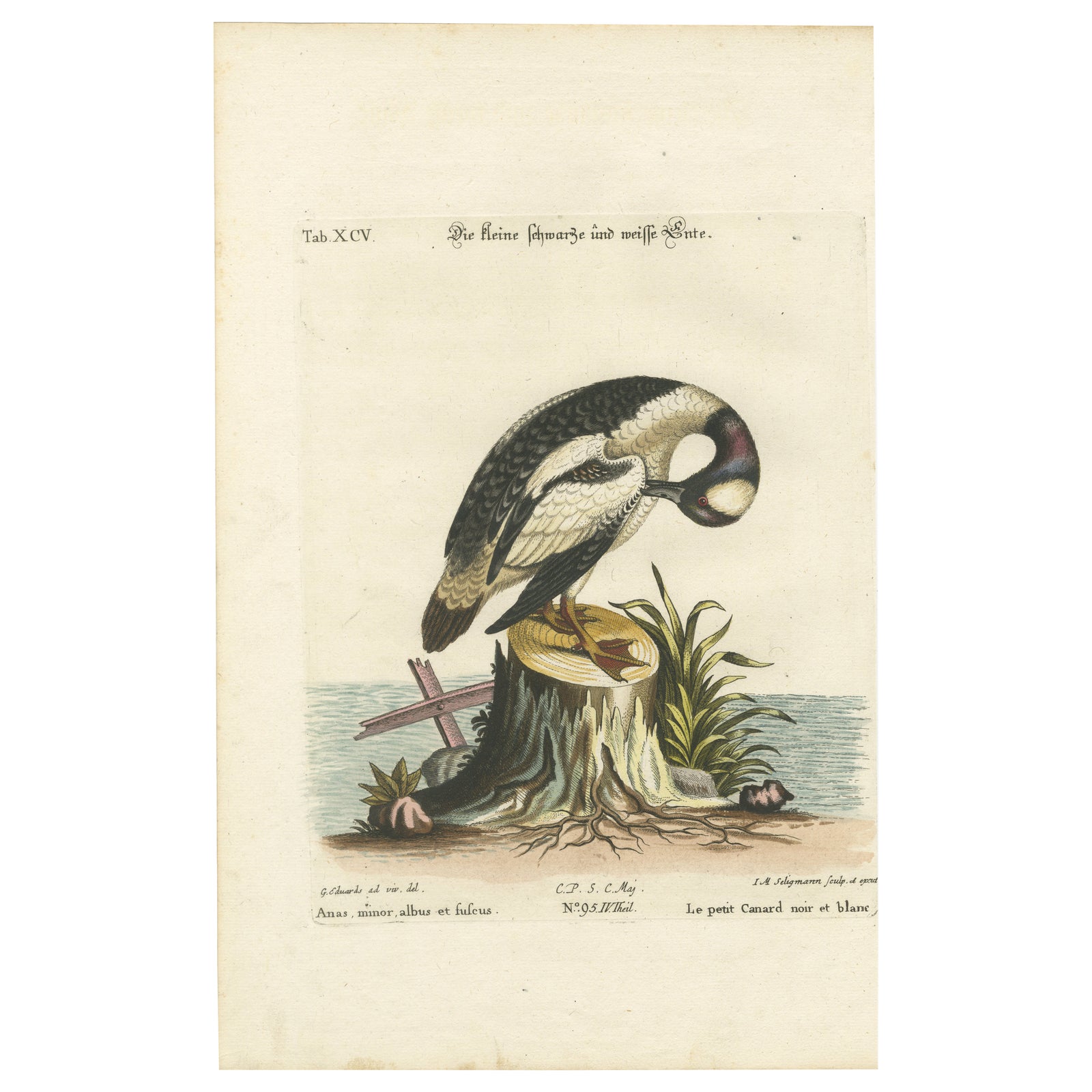 Hand-Colored Engraving of the Small Black and White Duck by Seligmann, ca.1770